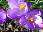 FZ003346 Close up of purple Crocus (Crocus longiflorus).jpg